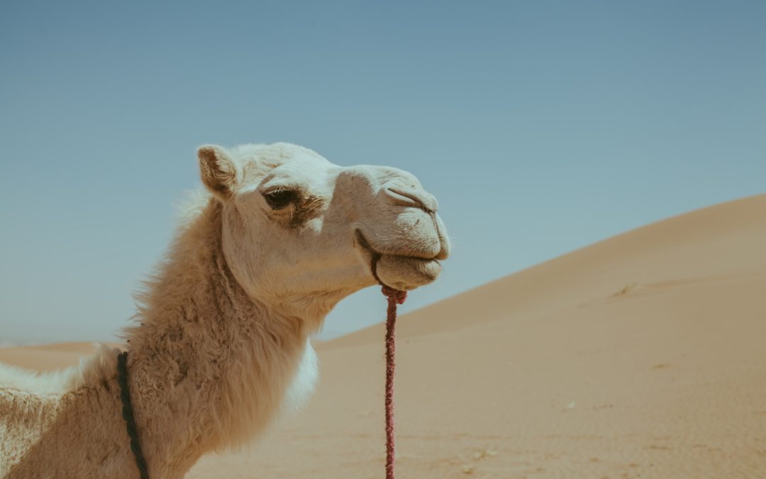 FROM OUARZAZATE: Day Trip Desert:  Draa valley – Zagora – Tinfou dunes