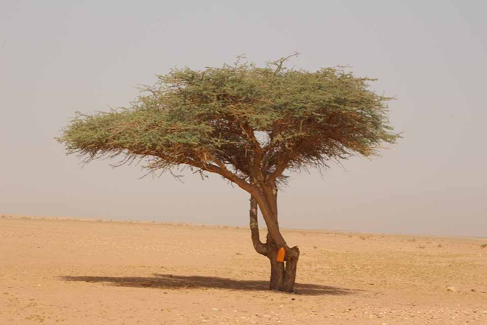 sahara desert animals and plants